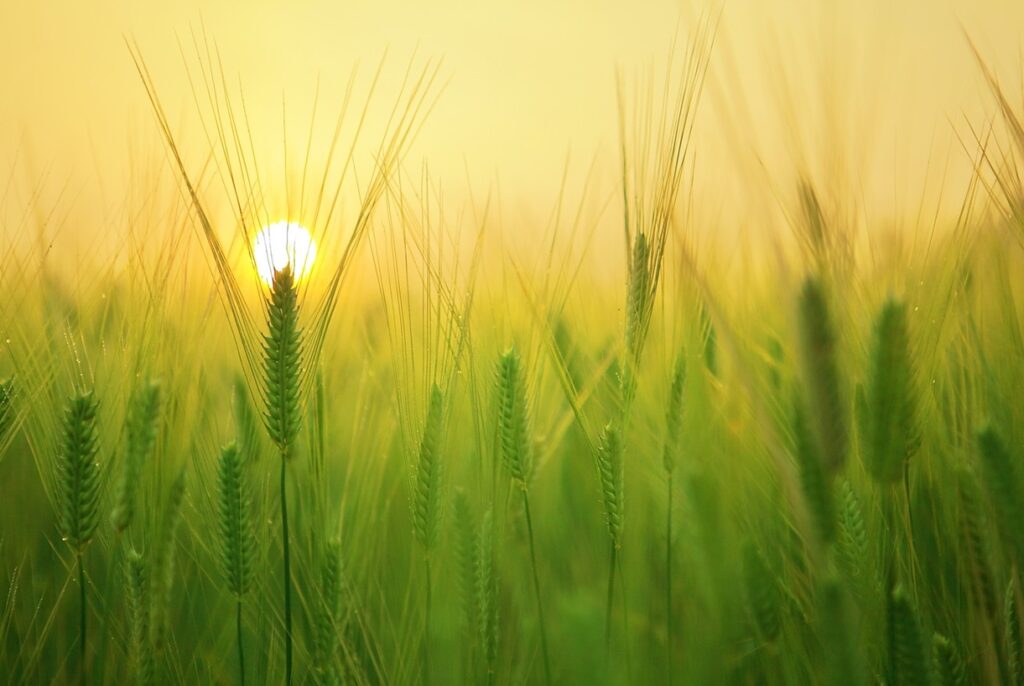 A Agricultura de precisão no combate à fome